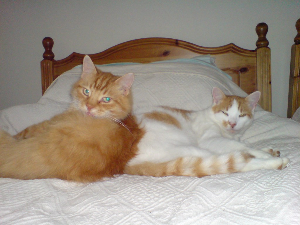 A ginger longhaired and a ginger and white cat on a bed