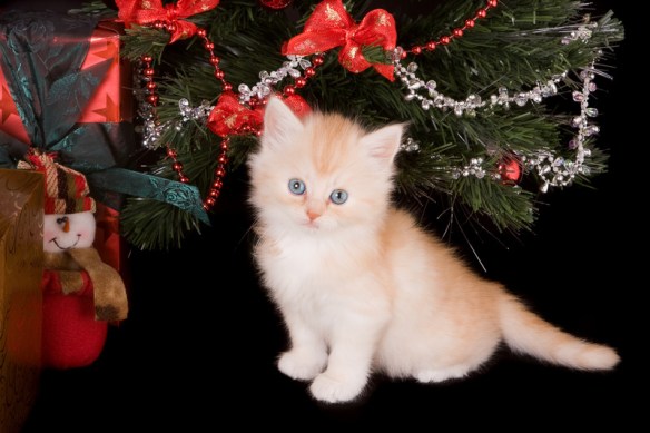 canstockphoto4400817