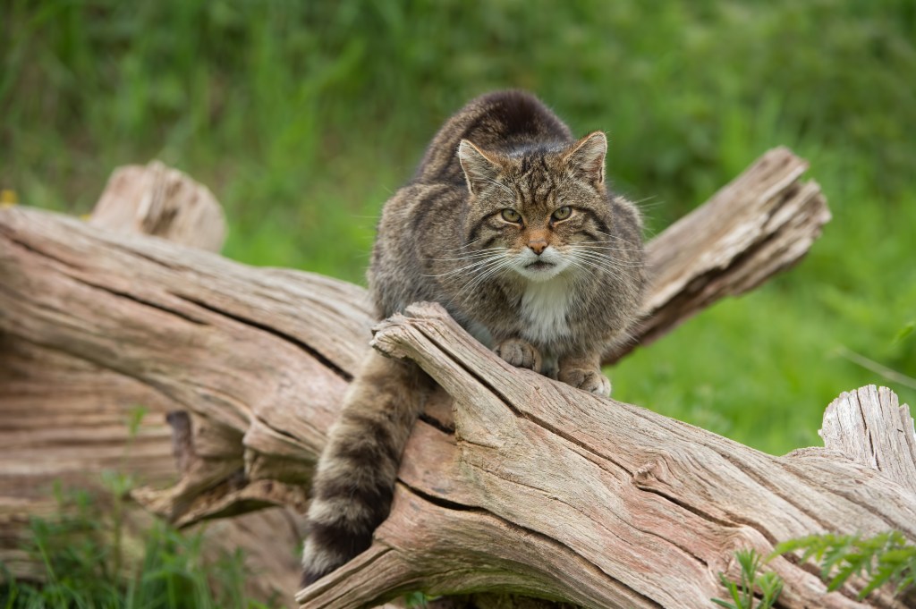 Highland wildcat sitting on a log