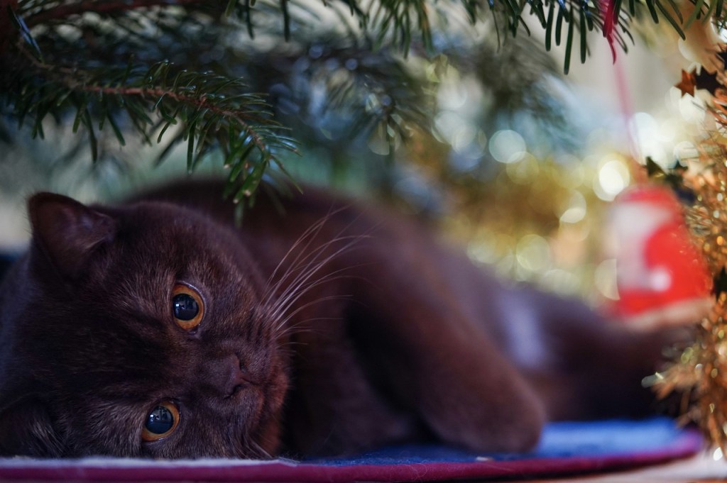 Grey cat under a Christmas tree
