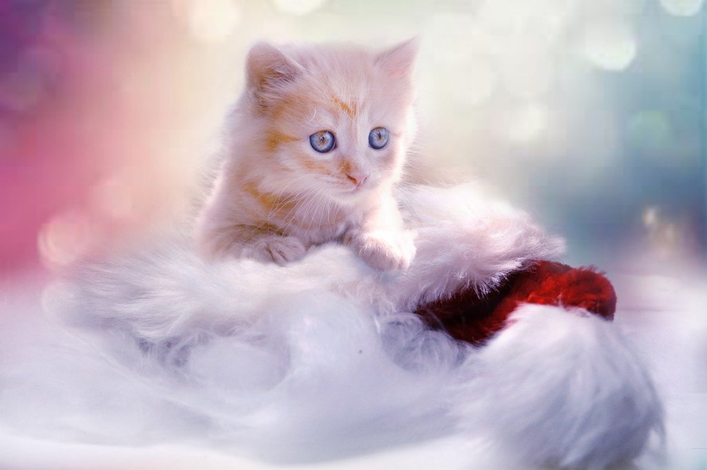 Pale ginger kitten on Santa hat
