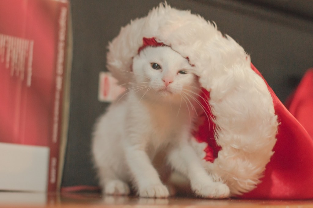 white kitten playing with a Santa hat