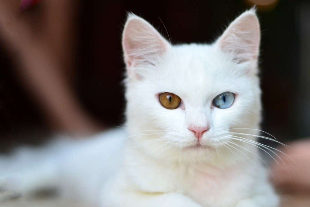 A white cat with an amber and a blue eye