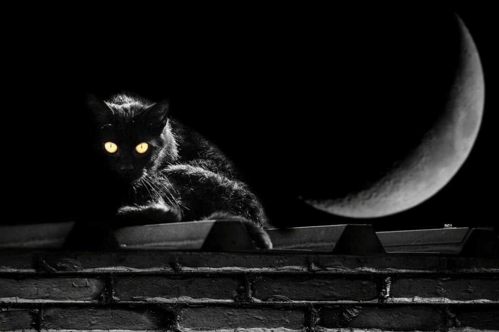 black cat on rooftop with bright moon above