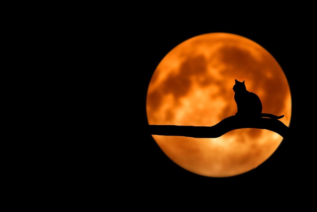 black cat on tree branch in front of an orange moon