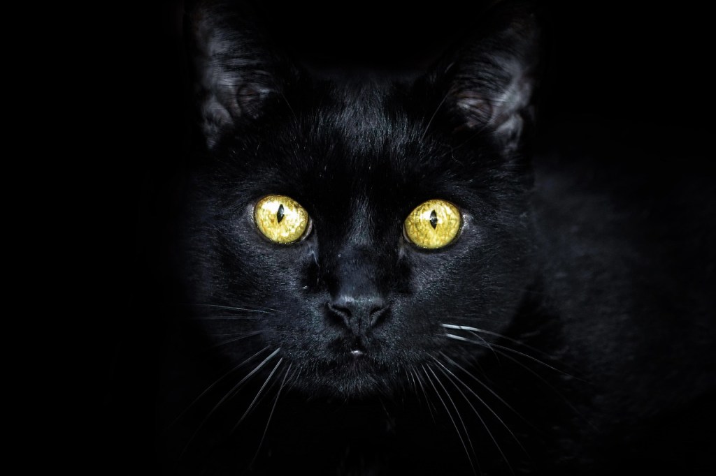 the head of a black cat with golden eyes