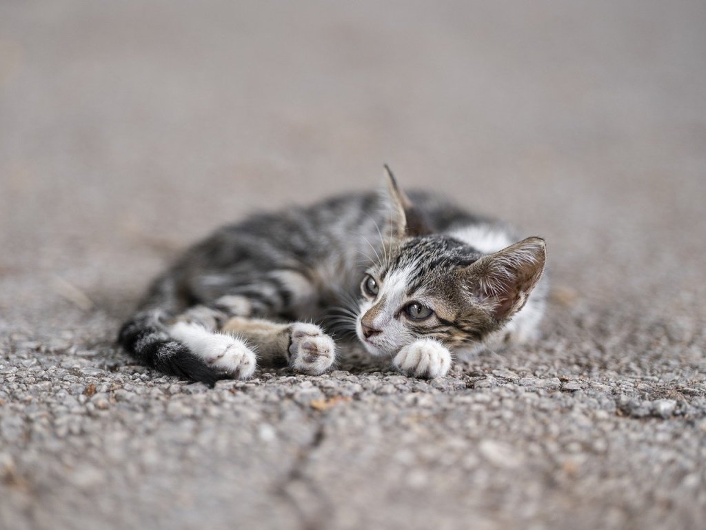 A grey and white tabby kitten lying on the ground