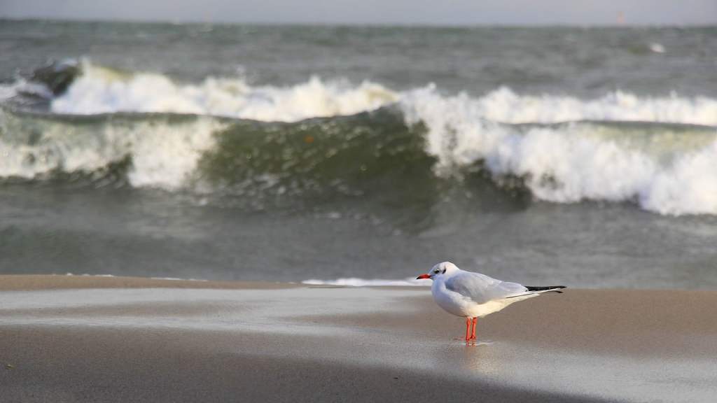 a seagull on a seashore with white topped waves behind it