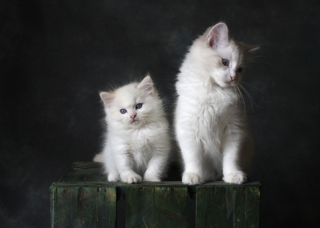 Two white kittens sitting on wood, one is double the size of the other