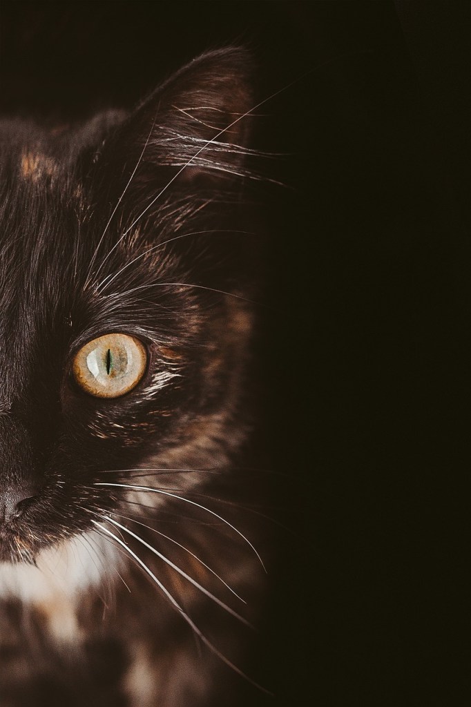 The face of a black and white cat with white whiskers