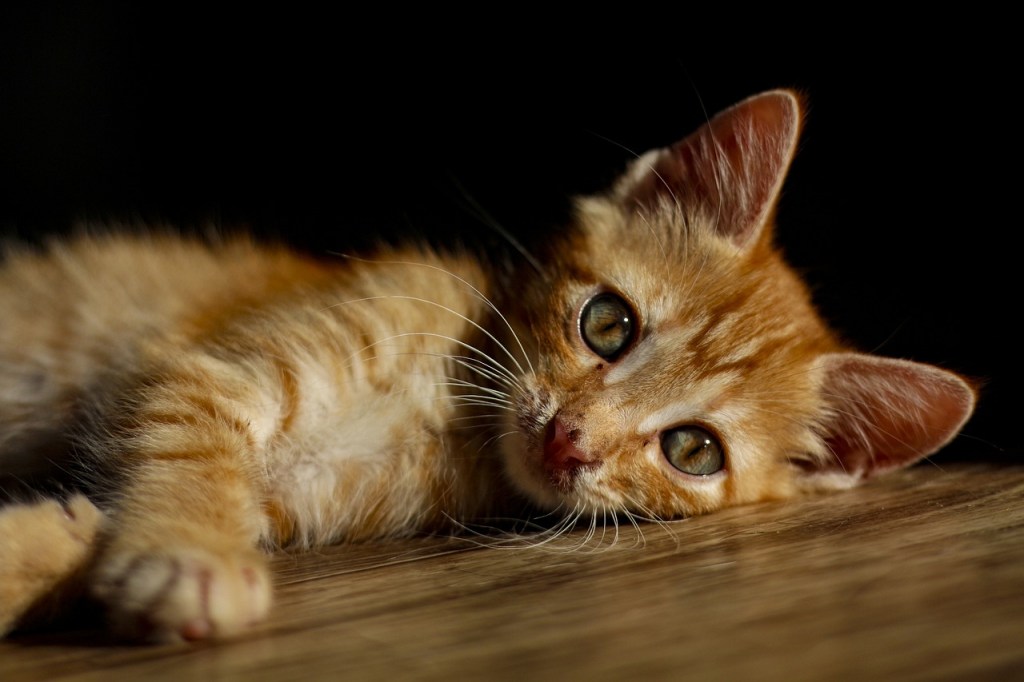 A ginger kitten with wide grey and green eyes lying on a floor