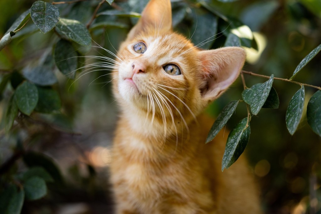 A ginger kitten with long white whiskers among leaves of a bush or tree