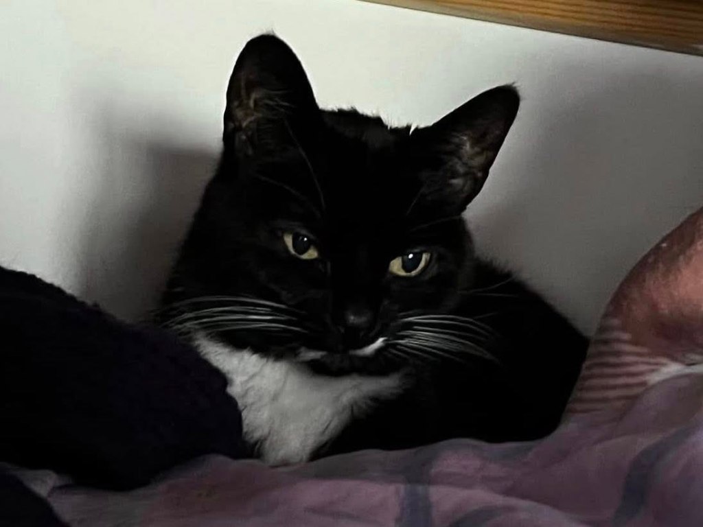 black and white cat with long white whiskers and light green eyes on top of pink blankets