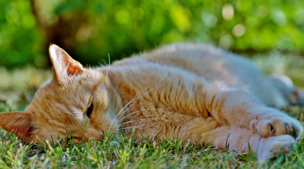 A short-haired ginger cat sleeping on grass