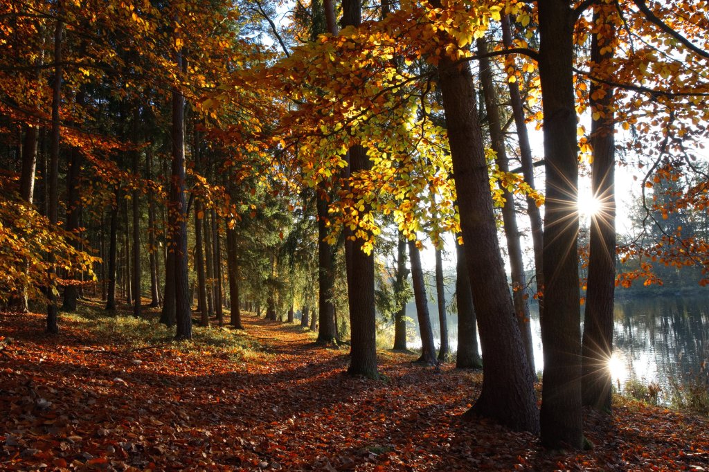 A forest with soft sunlight and leaves on the ground