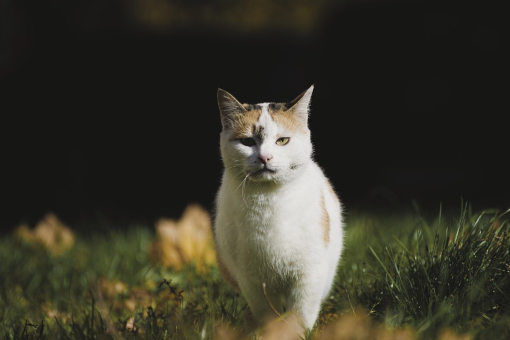 A white cat with orange and brown patches walking through grass with leaves on it