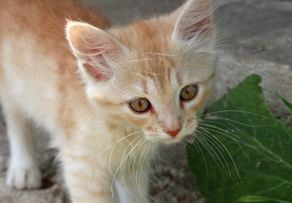 A ginger kitten with orange eyes